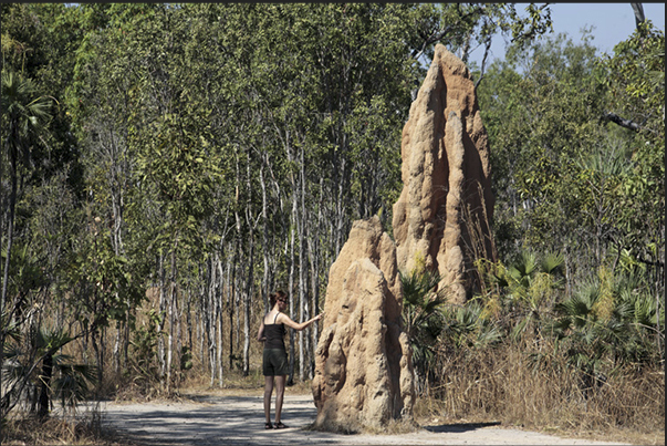 Giant termite mounds