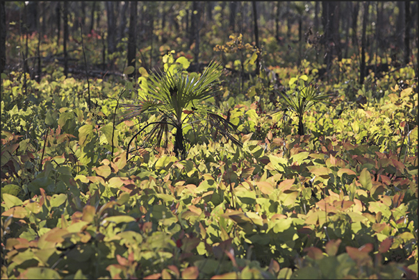 The regrowth of vegetation after fire in the forest The regrowth of vegetation after fire in the forest