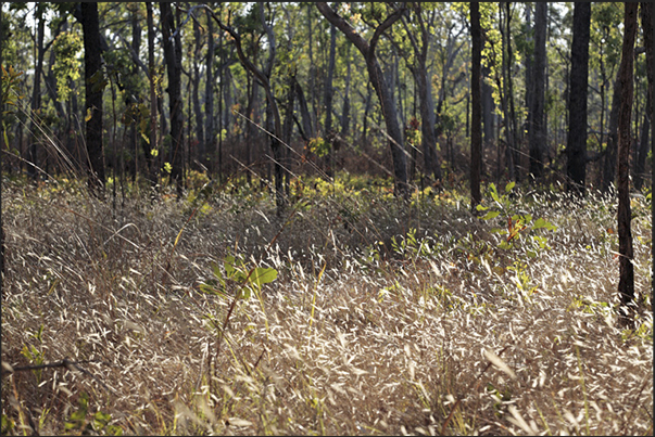 The regrowth of vegetation after fire in the forest The regrowth of vegetation after fire in the forest