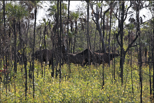 Wild horses hidden in the forest