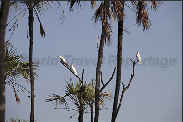 Parrots Cackatoos, filled with crackling sounds the quiet forest