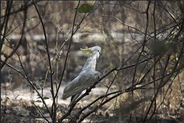 Parrots of the family of cockatoos