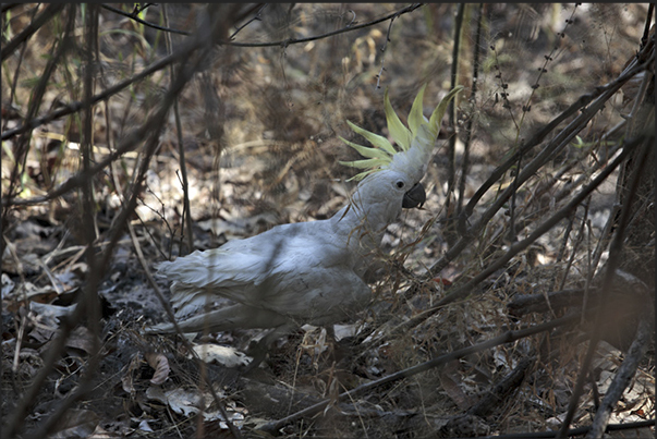 Parrots of the family of cockatoos