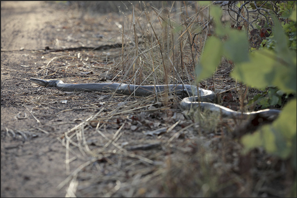 Easy to meet, in the early morning, different kinds of snakes including the Olive Python (Liasis olivaceus) Easy to meet, in the early morning, different kinds of snakes including the Olive Python (Liasis olivaceus)