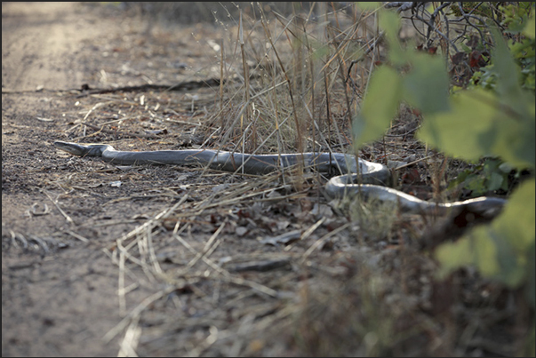 Easy to meet, in the early morning, different kinds of snakes including the Olive Python (Liasis olivaceus)