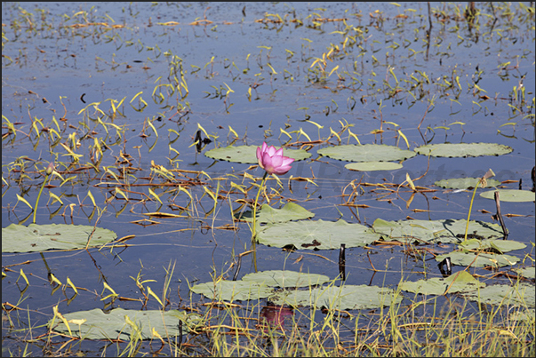 Swampy areas covered with water lilies, main feature of Foog Dam Reserve (near Darwin) Swampy areas covered with water lilies, main feature of Foog Dam Reserve (near Darwin)