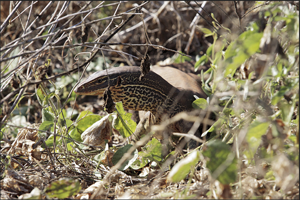 A Goanna (like an iguana), along the road through the Kakadu NP in the area of Jabaray lagoons A Goanna (like an iguana), along the road through the Kakadu NP in the area of Jabaray lagoons