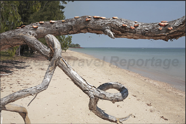 Cobourg Peninsula. Beaches beautiful but dangerous due to the presence of saltwater crocodiles Cobourg Peninsula. Beaches beautiful but dangerous due to the presence of saltwater crocodiles
