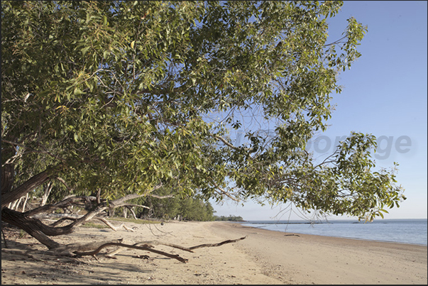 Cobourg Peninsula. Beaches beautiful but dangerous due to the presence of saltwater crocodiles Cobourg Peninsula. Beaches beautiful but dangerous due to the presence of saltwater crocodiles