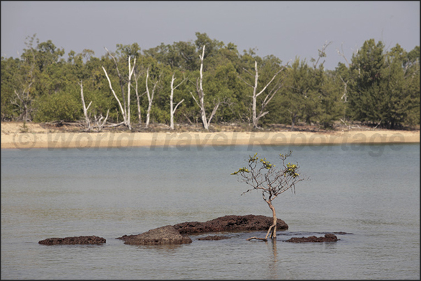 Cobourg Peninsula, Garig Ganuk Barlu NP, mangroves begin to take possession of the coast growing among the rocks Cobourg Peninsula, Garig Ganuk Barlu NP, mangroves begin to take possession of the coast growing among the rocks