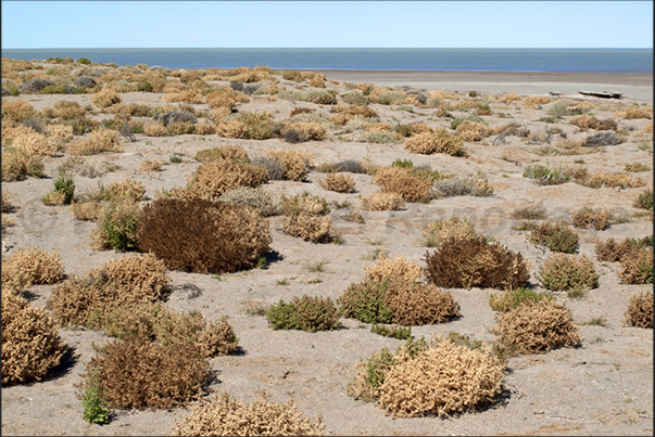 On the shores of Lake Eyre