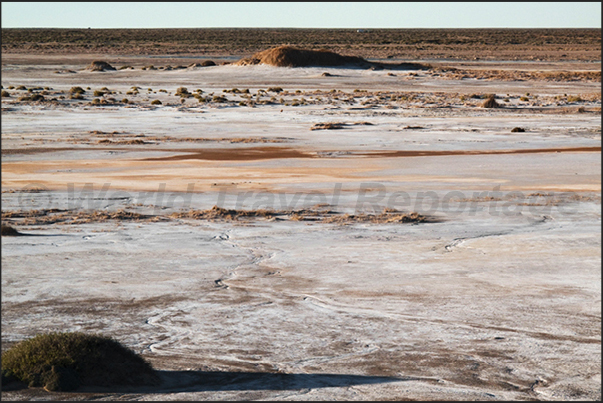 The salt of the ancient sea that covered the desert, appears on the surface