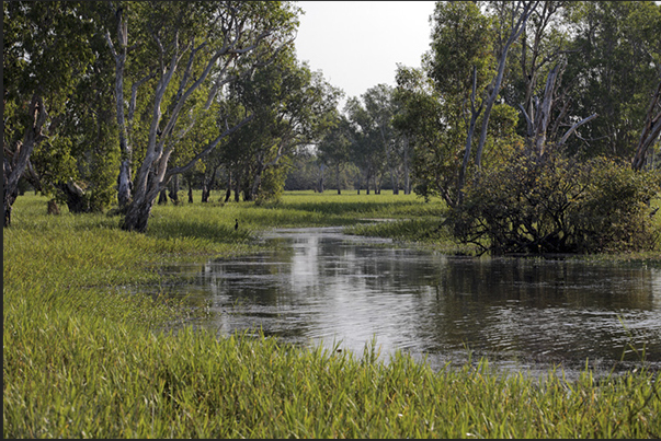 The marshes (Billabong) generated by the Yellow River near Cooinda
