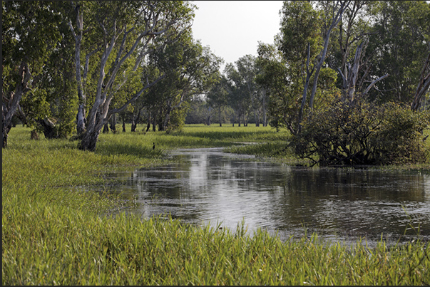 The marshes (Billabong) generated by the Yellow River near Cooinda The marshes (Billabong) generated by the Yellow River near Cooinda