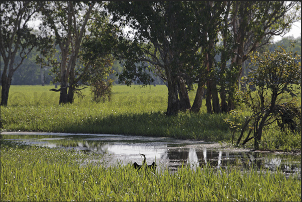 The marshes (Billabong) generated by the Yellow River near Cooinda The marshes (Billabong) generated by the Yellow River near Cooinda