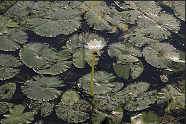 Along the banks of the Yellow Rivers, grow thousands of water lilies