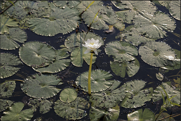 Along the banks of the Yellow Rivers, grow thousands of water lilies Along the banks of the Yellow Rivers, grow thousands of water lilies