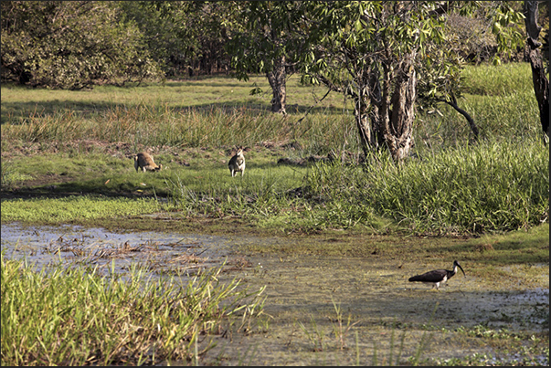 Kangaroos along the Yellow River near Cooinda