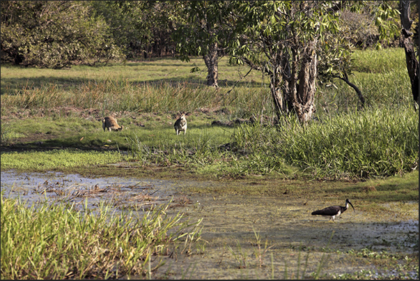 Kangaroos along the Yellow River near Cooinda Kangaroos along the Yellow River near Cooinda
