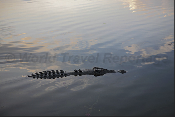 Yellow River is known for the hundreds of crocodiles that inhabit its banks and its waters