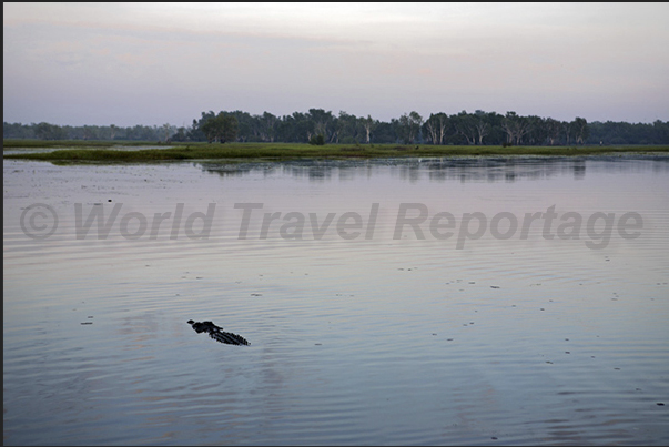 Yellow River is known for the hundreds of crocodiles that inhabit its banks and its waters