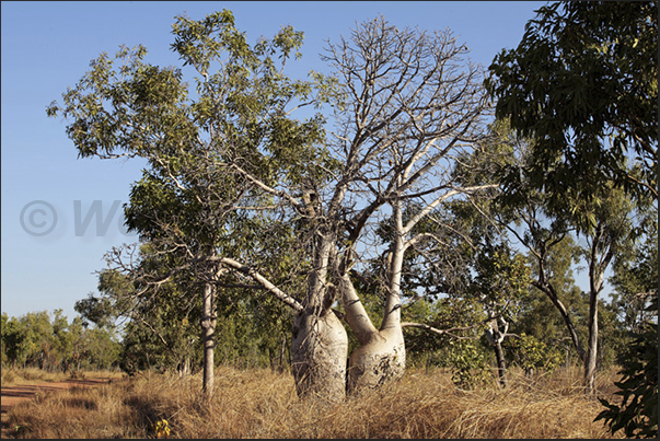 Gregory NP. Baobab along the dirt road to Bullita (old village of farmers)