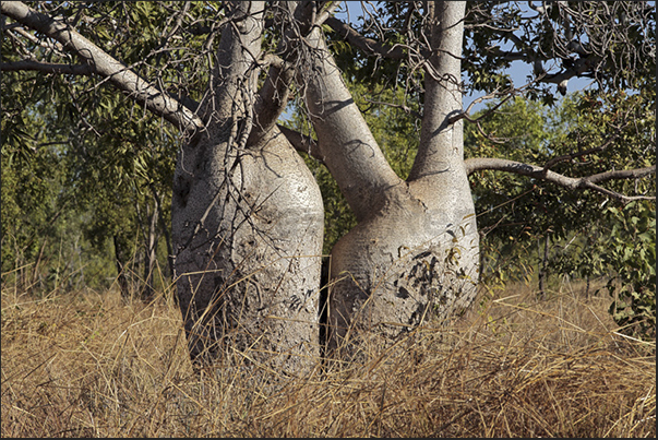 Gregory NP. Baobab along the dirt road to Bullita (old village of farmers)