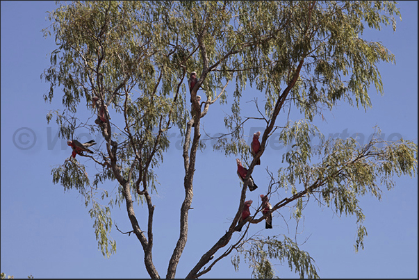 Gregory National Park. Kakatoa parrots