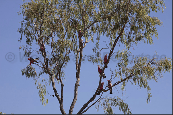 Gregory National Park. Kakatoa parrots Gregory National Park. Kakatoa parrots
