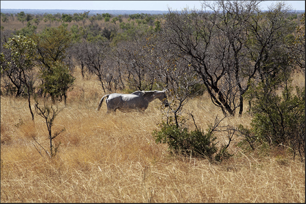 There are many wild horses that you can see along the road