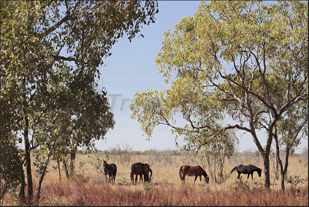 There are many wild horses that you can see along the road