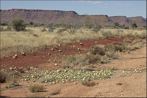 MacDonnell Ranges, the mountains around Alice Springs