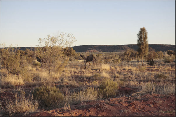 Dromedaries in the wild desert along the road to Kings Canyon