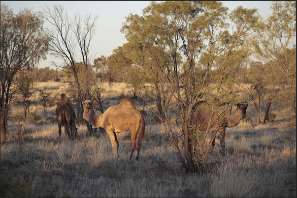 Dromedaries in the wild desert along the road to Kings Canyon