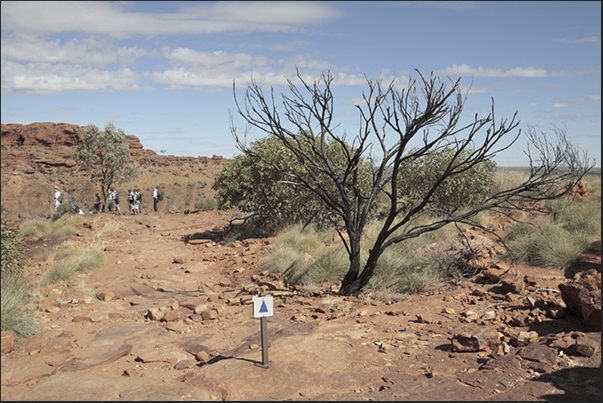 Watarrka National Park. The path traced on the plateau along the Kings Canyon