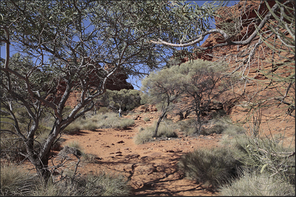 Watarrka National Park. The path traced on the plateau along the Kings Canyon