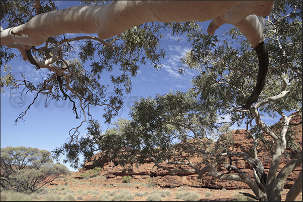 Watarrka National Park. The path traced on the plateau along the Kings Canyon