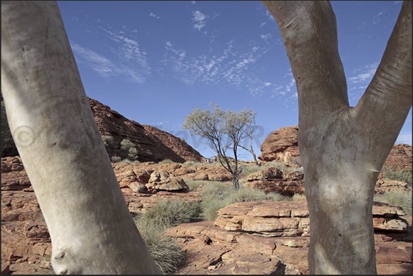 Watarrka National Park. The path traced on the plateau along the Kings Canyon