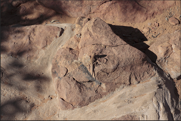 Watarrka National Park, Kings Canyon. A lizard camouflaged with the red rock