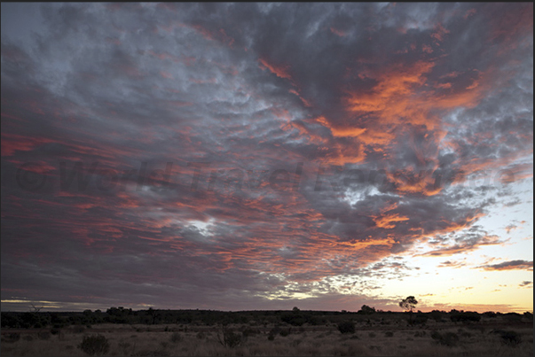 Watarrka National Park. Sunset on Kings Canyon