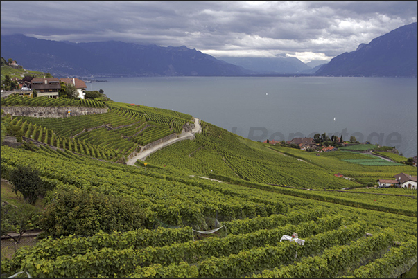 Vineyards on the hills of Lavaux. On the horizon the valley of Rhone river