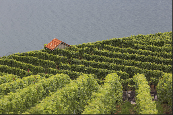 Vineyards above the hills near Vevey