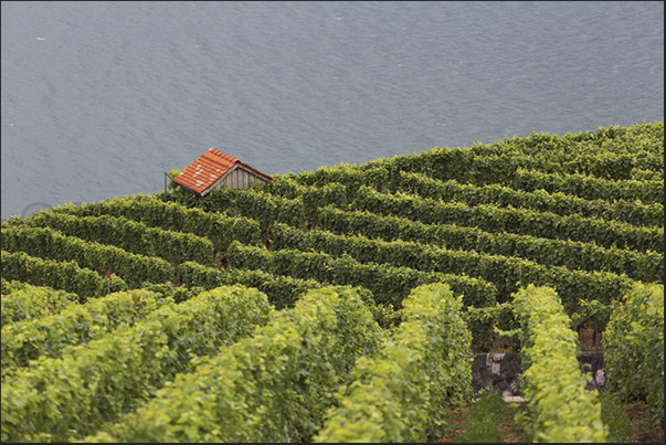 Vineyards above the hills near Vevey Vineyards above the hills near Vevey