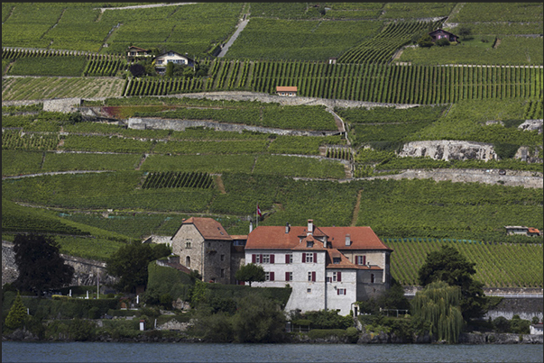 The vineyards of Lavaux near Vevey, seen from the lake