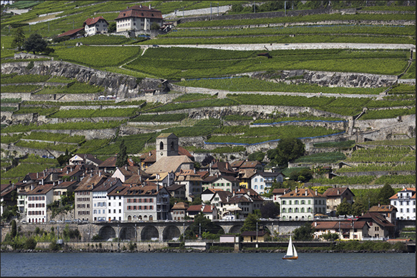 The vineyards of Lavaux near Vevey, seen from the lake The vineyards of Lavaux near Vevey, seen from the lake