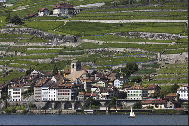 The vineyards of Lavaux near Vevey, seen from the lake