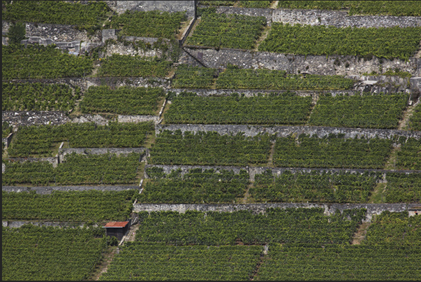The vineyards of Lavaux near Vevey, seen from the lake
