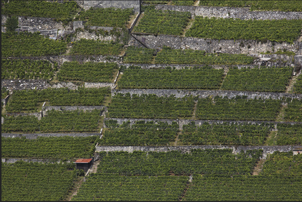 The vineyards of Lavaux near Vevey, seen from the lake The vineyards of Lavaux near Vevey, seen from the lake
