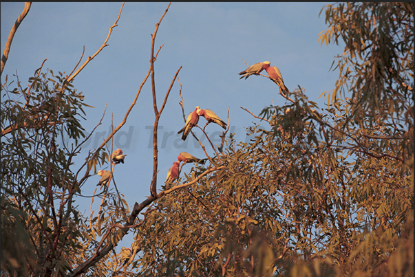Couples of Cackatoo on the tree along the National 4 Couples of Cackatoo on the tree along the National 4