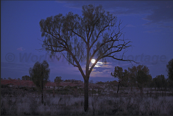 In the desert, on the nights of the full moon, there is so much light that you can read a book